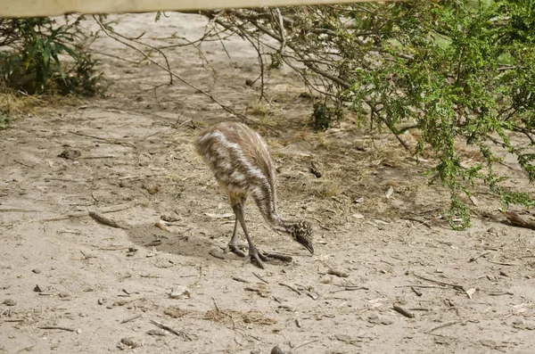 Jovem emu pinto — Fotografia de Stock