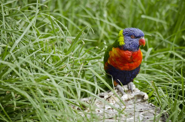 Rainbow lorikeet on log — Stock Photo, Image