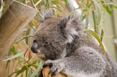 Koala yakın çekim