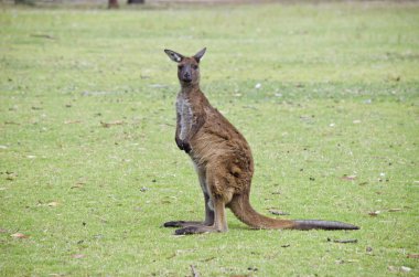 kangaroo in a field clipart
