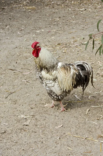 Gallo en una granja — Foto de Stock