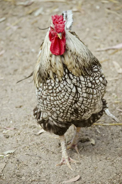 Çiftlikteki horoz