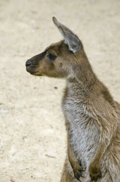 Kanguru yakın çekim — Stok fotoğraf