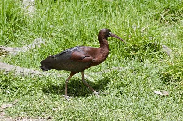 Vista lateral ibis lustrosa — Fotografia de Stock