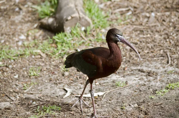 Zwarte ibis zijaanzicht — Stockfoto