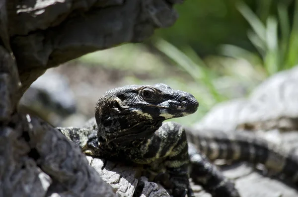 호주 레이스 도마뱀 — 스톡 사진