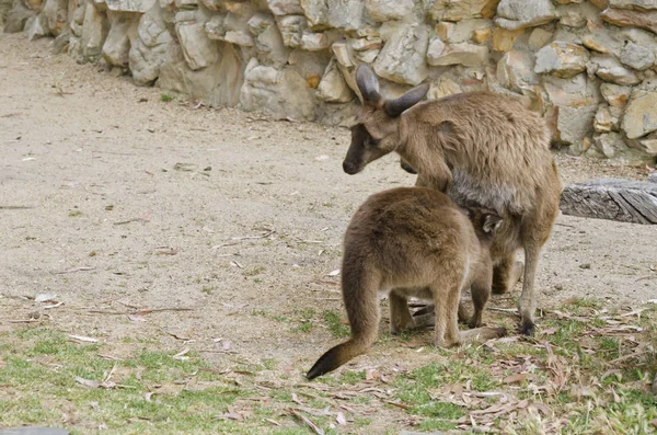 kangaroo feeding joey