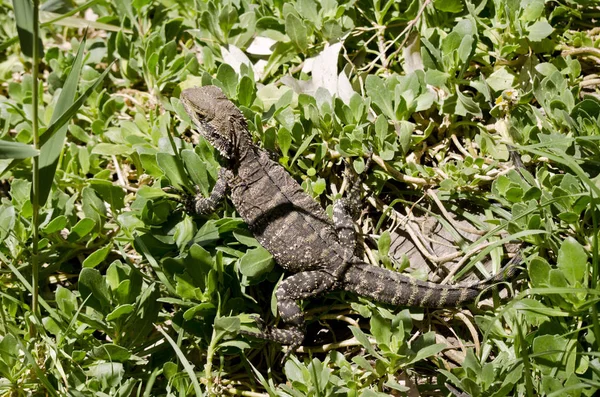 Vatten dragon ödla — Stockfoto