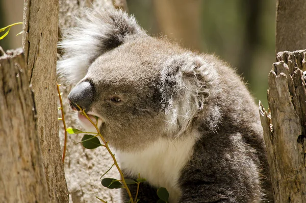 Koala z bliska — Zdjęcie stockowe