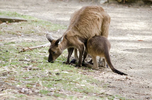 Kangoeroe met joey — Stockfoto