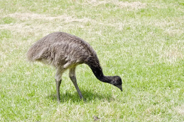 Emu eating grass — Stock Photo, Image