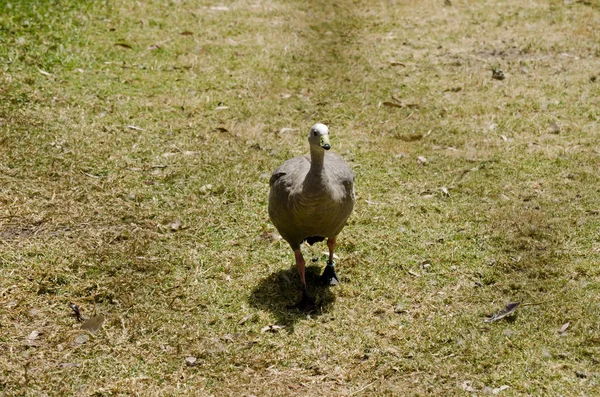 Capul Barren Goose — Fotografie, imagine de stoc