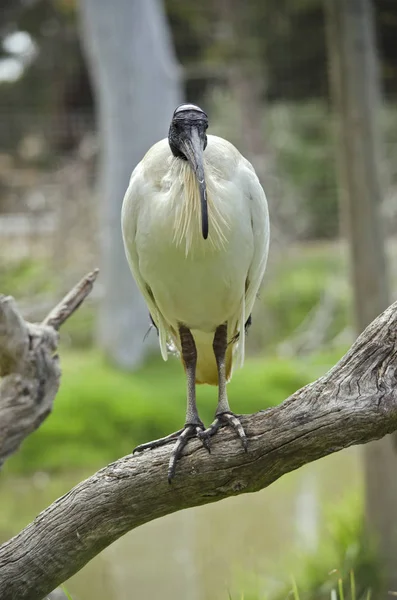 Australia white ibis — Stock Photo, Image