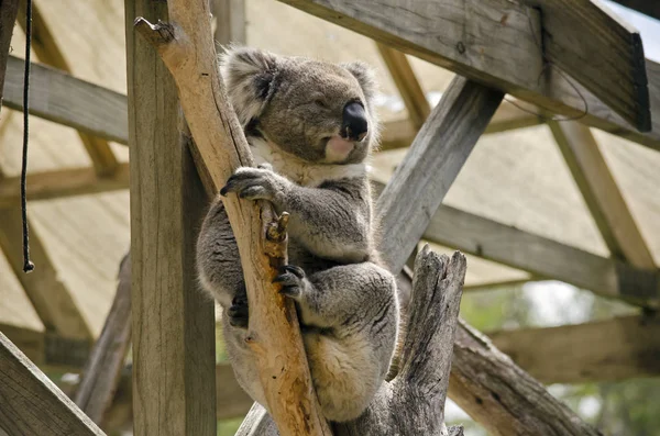 Koala op tak — Stockfoto