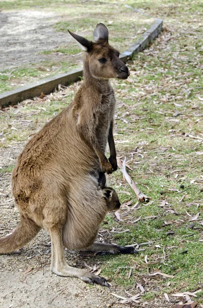 Känguru med joey — Stockfoto