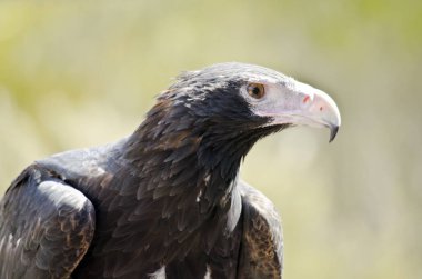 kama kuyruklu kartal