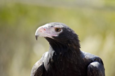 kama kuyruklu kartal