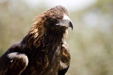 siyah kruvaze Şahin