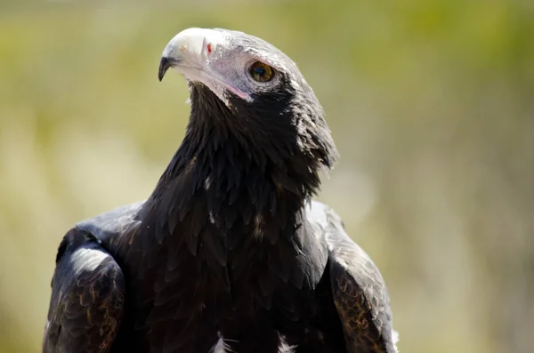 Zeppa coda aquila — Foto Stock