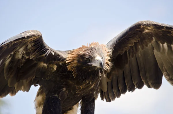 Águila de cuña — Foto de Stock