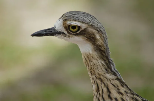 Bush stenen Wulp — Stockfoto