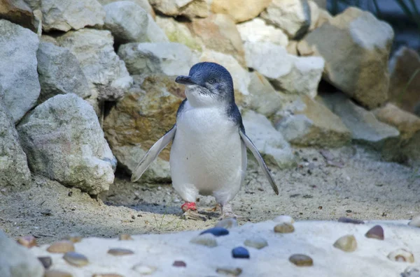 Pingüino de hadas caminando —  Fotos de Stock