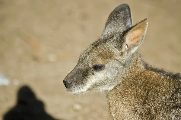 Parma kanguru yakın çekim — Stok fotoğraf