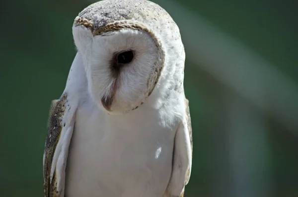 Barn owl close up — Stock Photo, Image