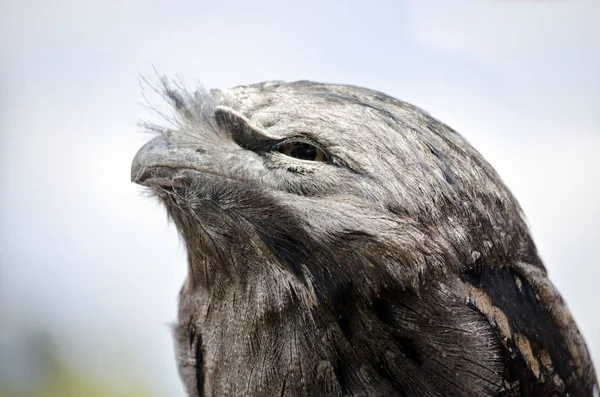 Tawny kikkerbek close-up — Stockfoto