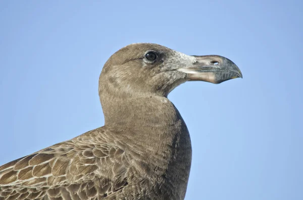 Juvenile Pacific gull — Stock Photo, Image