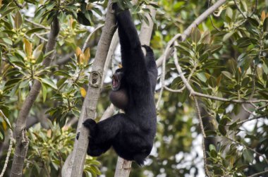 Siamang ağacında