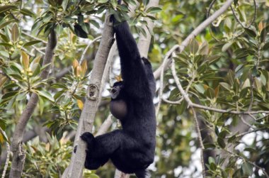 Siamang ağacında