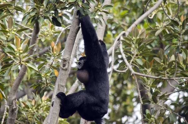 Siamang en el árbol —  Fotos de Stock