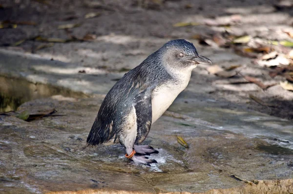 Pingüinos de hadas vista lateral —  Fotos de Stock