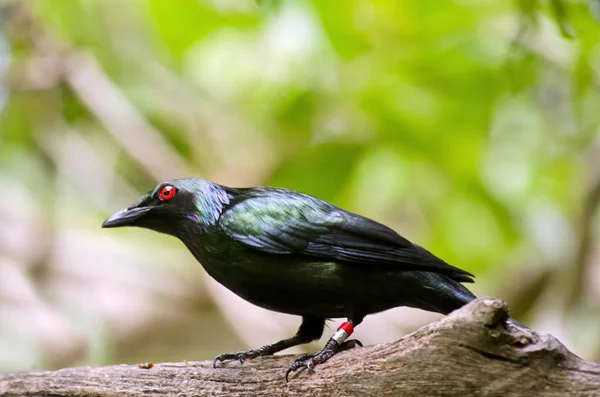 Metalik starling yakın çekim — Stok fotoğraf