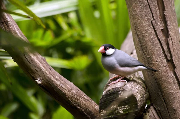 Java sparrow i ett träd — Stockfoto