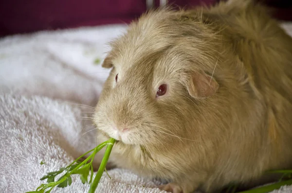 Cerdito de Guinea de cerca —  Fotos de Stock