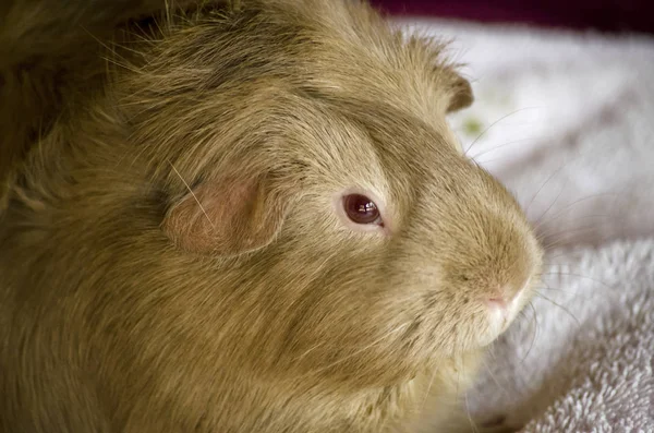 Guinea pig close up — Stock Photo, Image