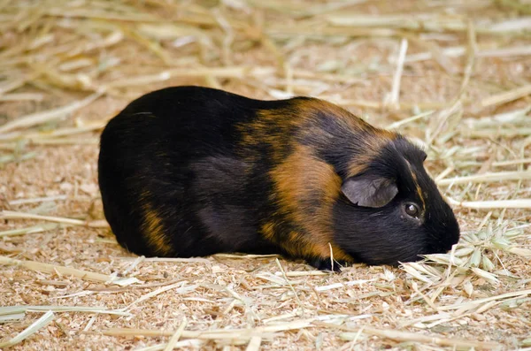 Cerdito de Guinea de cerca —  Fotos de Stock