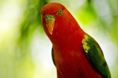 Kırmızı geveze Lori