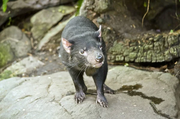 Tasmania diavolo da vicino — Foto Stock