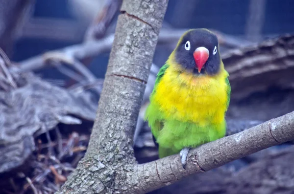 仮面の愛の鳥 — ストック写真