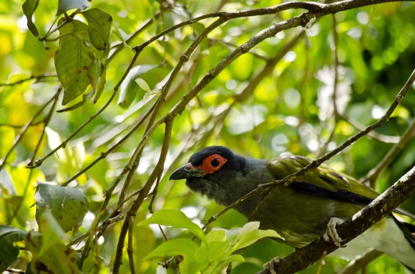 Figbird close up — Stock Photo, Image