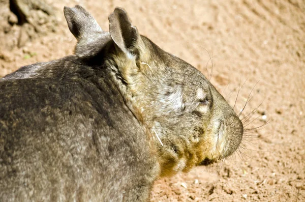 Wombat común de cerca — Foto de Stock