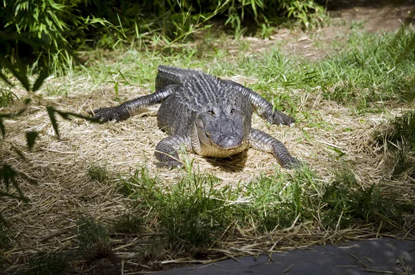 American alligator close up — Stock Photo, Image