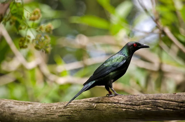 Black metallic starling — Stock Photo, Image