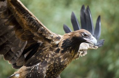 kama kuyruklu kartal