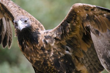 kama kuyruklu kartal