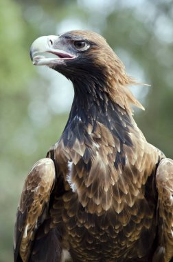 kama kuyruklu kartal