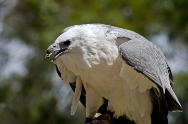 Deniz kartalı yakın çekim